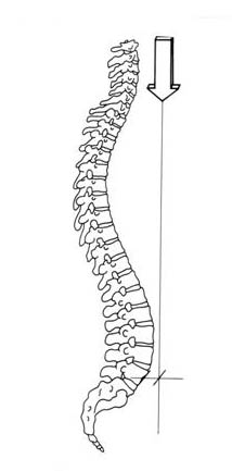 emberi gerinc nyaki gerinc)